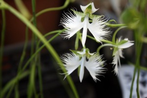 White-Egret-Orchid-300x200.jpg