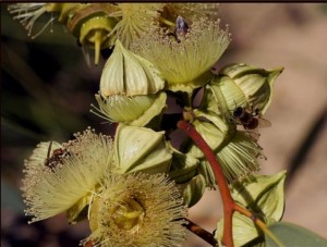 Bee on Eucalyptus oleosa