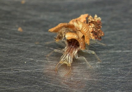 lacewing larvae