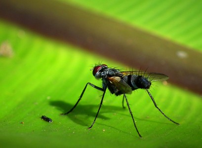 tachinid fly