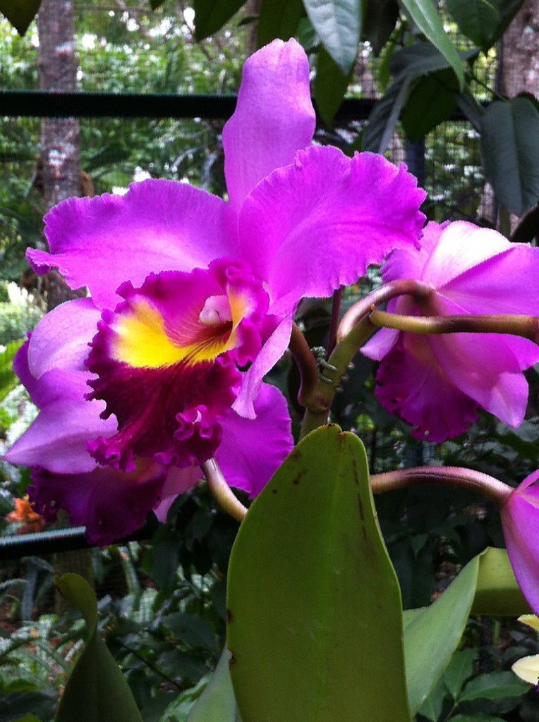 Singapore Orchids