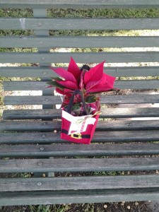 Lonely Poinsettia