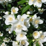 Jasmine -- Official flower of Pakistan and Syria