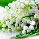 Lily of the Valley -- Official flower of Finland and Yugoslavia