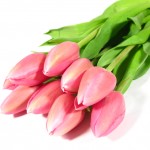 Tulips -- Official flower of Holland, Hungary and Turkey