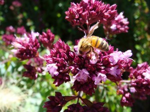 Bee on oregano flowers