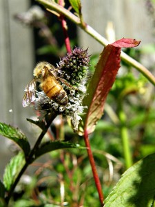 Bee on Peppermint flower