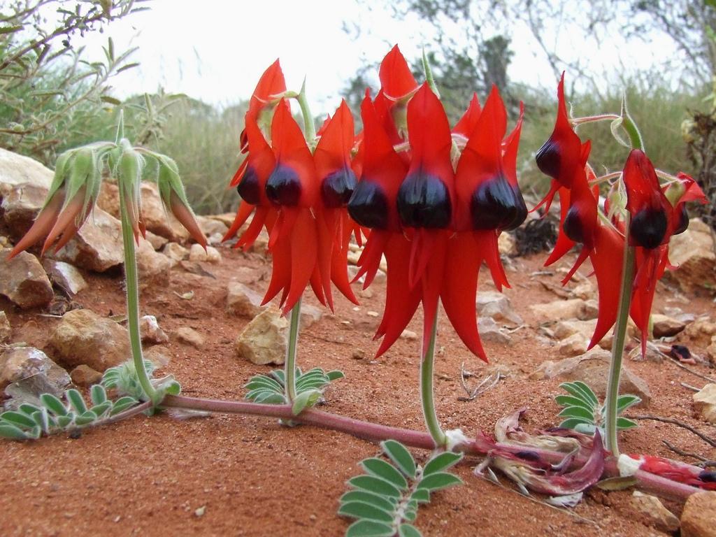 Sturt desert pea flowers