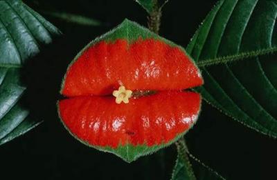 Những loài hoa lạ Hookers-lips