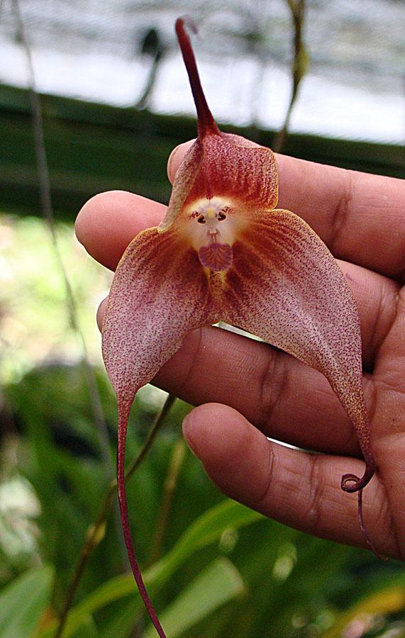 Encounter a menacing carnivorous plant known as the putrid