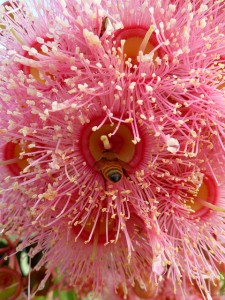 Coral Gum Flower