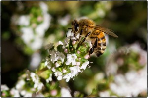 Bee on thyme flower