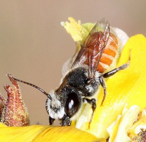 Megachile bicornis, Leafcutter Bee