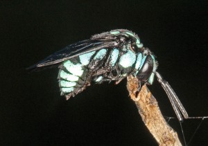 Neon Cuckoo Bee