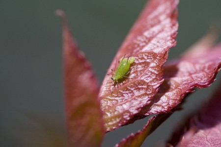 Aphid on rose