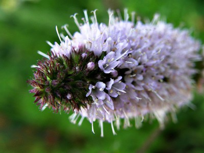 Mentha spicata flower