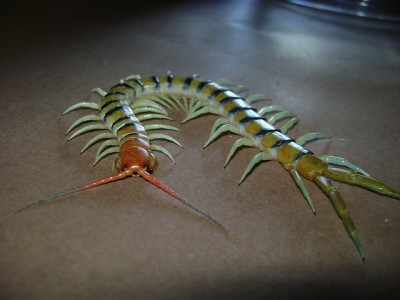 centipede2