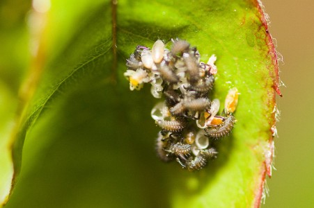 ladybird larvae cluster