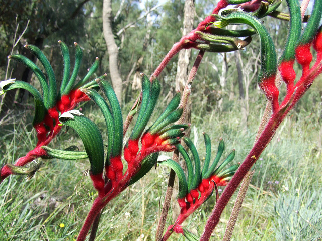 Anigozanthos manglesii flower