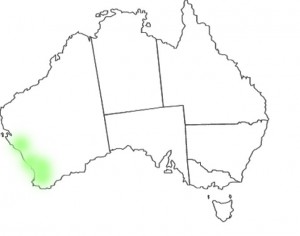 Banksia menziesii map