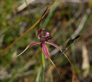 Caladenia arenicola flower