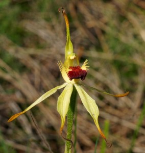 Caladenia longiclavata Flower