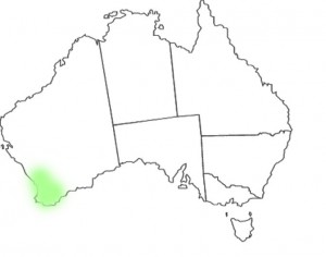 Caladenia longiclavata map