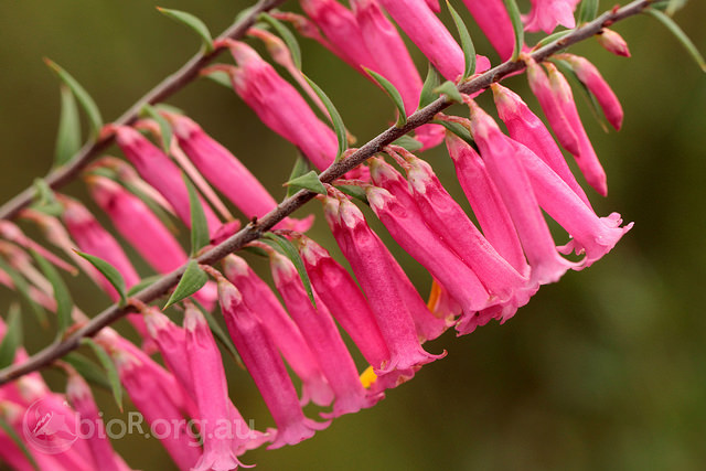 Common Heath (Epacris impressa) flowers.jpg