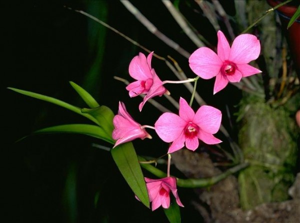 Vappodes phalaenopsis (Fitzg.) flowers