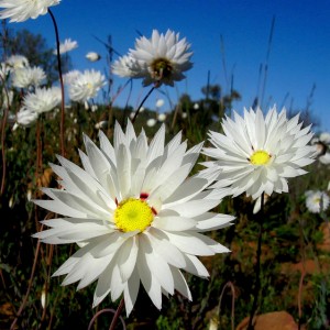 Rhodanthe chlorocephala (Everlastings) flower white
