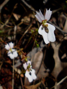 Stylidium calcaratum flower