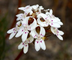 Stylidium crossocephalum flowers