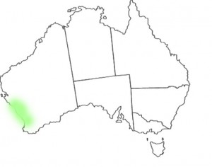 Stylidium crossocephalum map