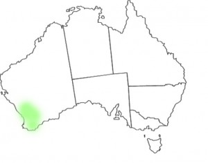 Stylidium eriopodum map