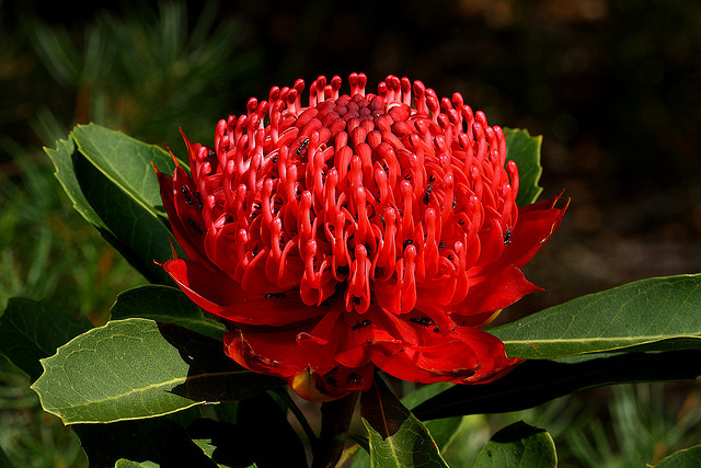 Telopea speciosissima flower