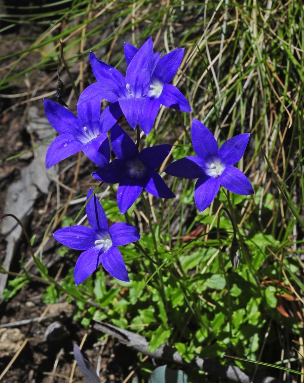 Wahlenbergia gloriosa flowers