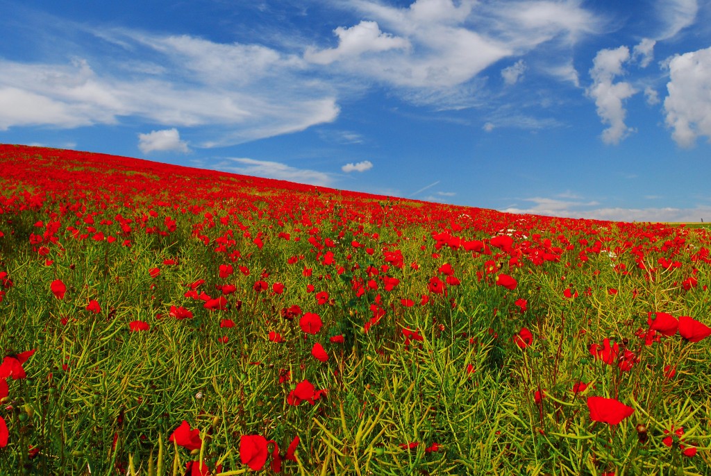 Amazing Fields of Flowers - Flowers Across Melbourne