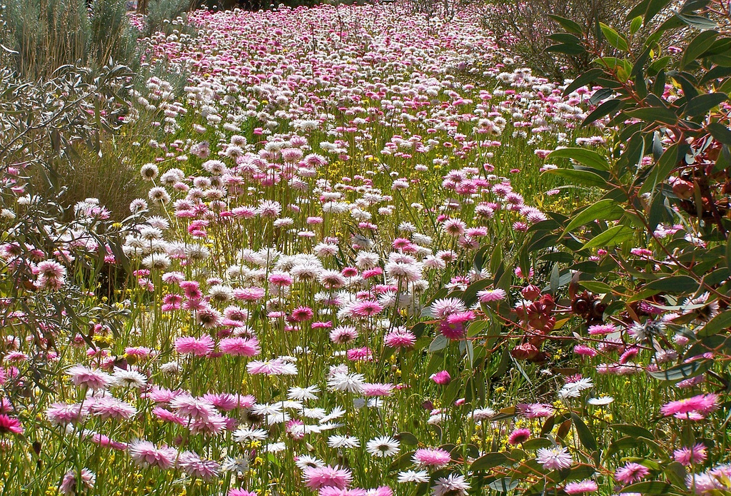 Pink and white everlasting flowers