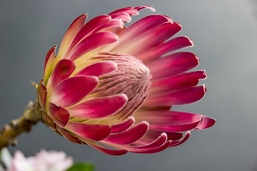Protea - South Africa 