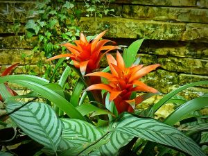 Red Bromeliad flowers with green leaves