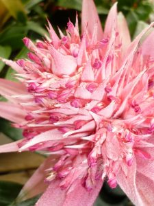 Pink Bromeliad flower