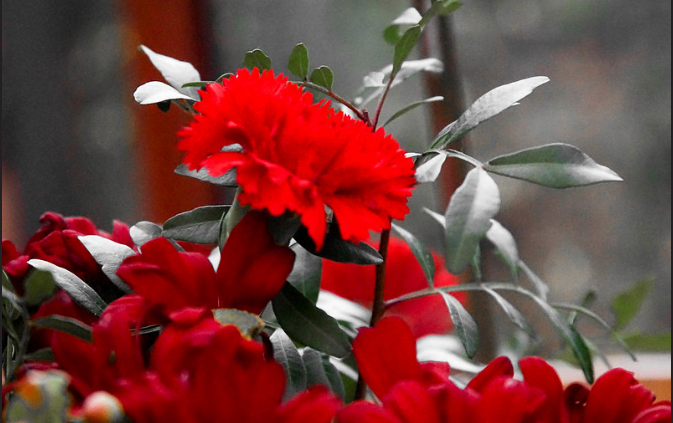 Red Carnation - Spain