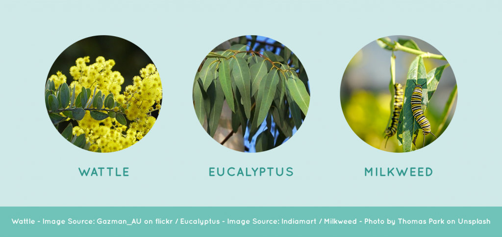 Wattle, Eucalyptus and Milkweed plant
