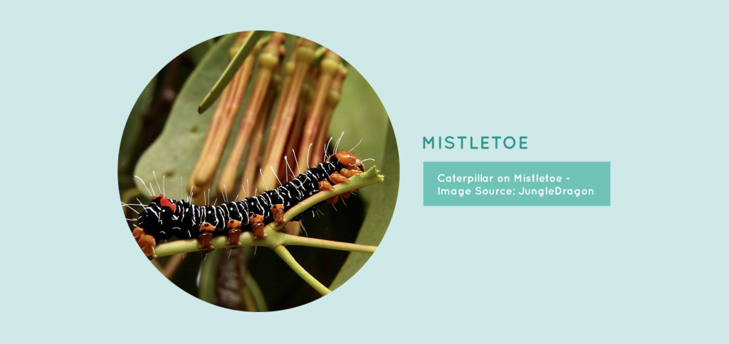 Caterpillar on a Misletoe Plant