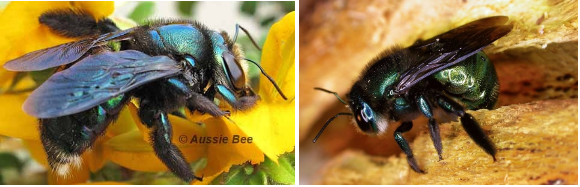 Green Carpenter Bees, Aussie Bees, Bee Hotel