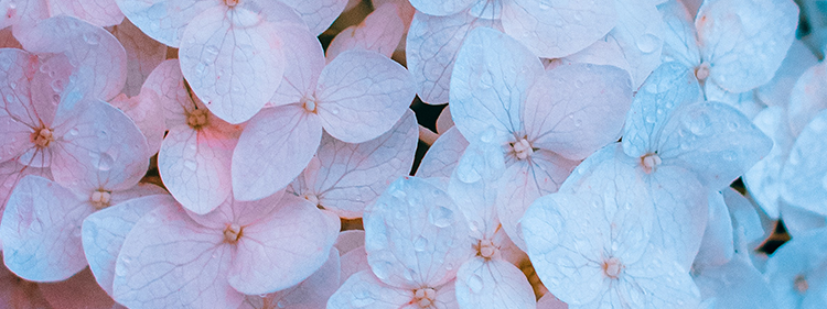 Pink and White Hydrangea Flowers
