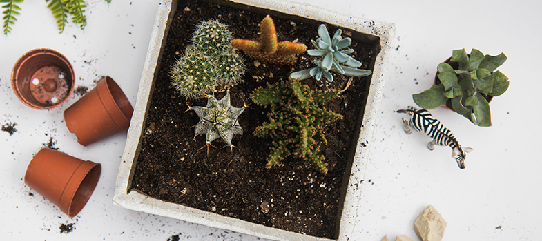 Cactus plants in a pot with gravels