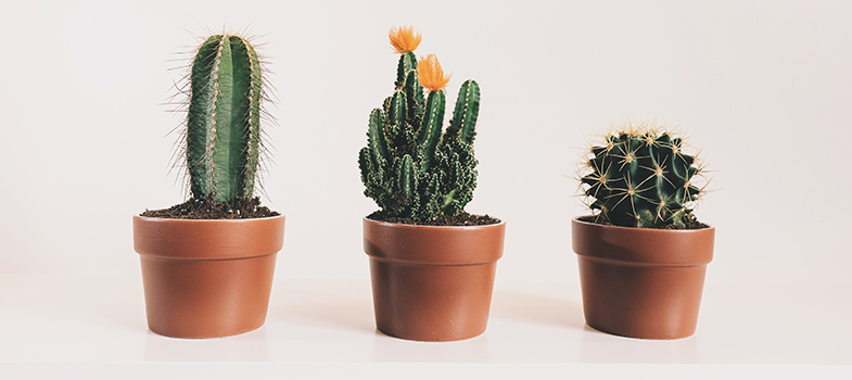 Three potted cactus plants