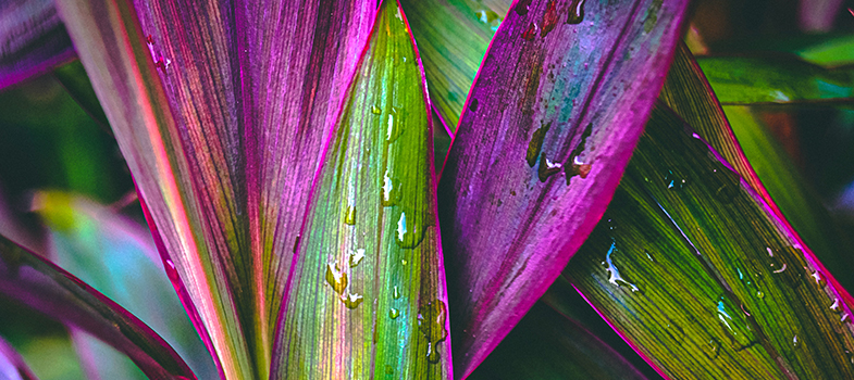 Water drops on plant leaves