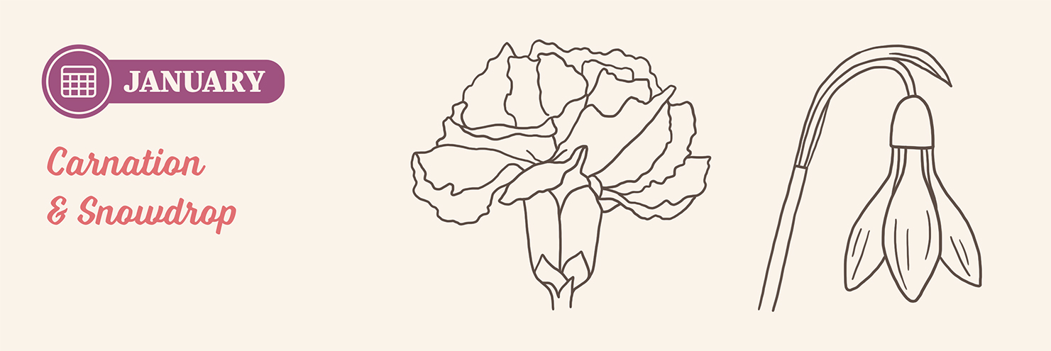 January birth flowers: Carnation and Snowdrop drawing